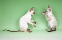 Picture of two cornish rex kittens playing
