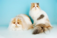 Picture of two cream and white plus blue cream and white persian cats