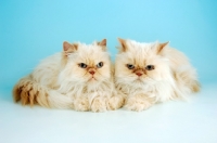 Picture of two cream colourpoint cats. (Aka: Persian or Himalayan)