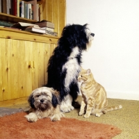 Picture of two cross bred dogs and a cat, all film stars and models, formakin, english springer spaniel x bearded collie, 