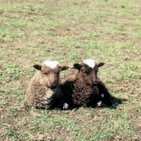 Picture of two cross bred soay lambs