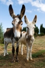 Picture of two curious donkeys