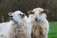 Picture of two curious mergelland ewes in the Netherlands