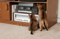 Picture of two curious somali kittens checking out a stereo