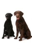 Picture of two Curly Coated Retrievers