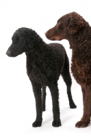 Picture of two Curly Coated Retrievers