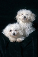Picture of two cute Bichon Frise puppies