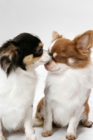 Picture of two cute Longhaired Chihuahuas, both are Australian Champions