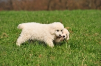 Picture of two cute Polish Tatra Herd Dog puppies