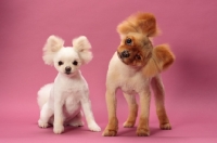 Picture of two cute Pomeranians looking at camera