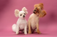 Picture of two cute Pomeranians on pink background