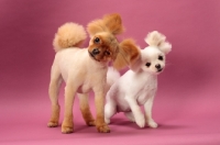 Picture of two cute Pomeranians on pink background
