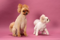 Picture of two cute Pomeranians walking on pink background