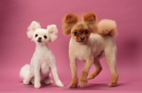 Picture of two cute Pomeranians