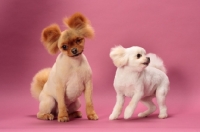 Picture of two cute Pomeranians