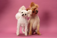 Picture of two cute Pomeranians