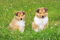 Picture of two cute rough collie puppies