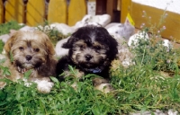 Picture of two cute Russian Bolonka puppies