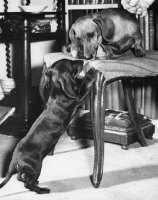 Picture of two Dachshund dogs looking at each other