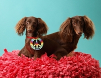 Picture of two Dachshund in studio, one wearing a peace symbol
