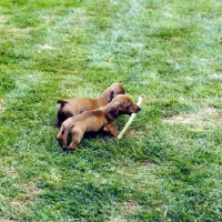 Picture of two dachshund miniatures smooth playing with a stick on grass