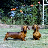 Picture of two dachshund miniatures smooth standing on grass