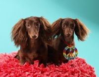 Picture of two Dachshunds in studio