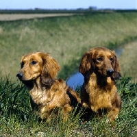 Picture of two dachshunds long haired sitting on a embankment