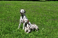 Picture of two Dalmatians in field