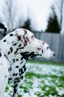 Picture of two Dalmatians, looking ahead
