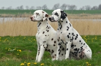 Picture of two Dalmatians on grass