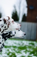 Picture of two Dalmatians