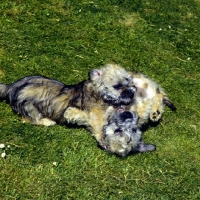 Picture of two dandie dinmont puppies playing