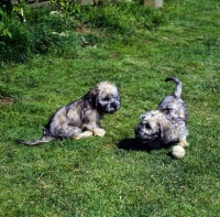 Picture of two dandie dinmont puppies playing with a ball