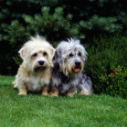 Picture of two dandie dinmonts, ch sandyclose scilla (mustard) ch sandyclose sonata, (pepper)  sitting close together