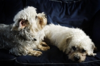 Picture of two Dandie Dinmonts lying on a couch