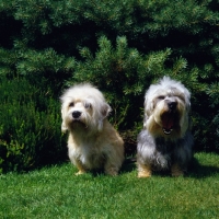 Picture of two dandie dinmonts, one yawning