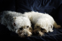 Picture of two Dandie Dinmonts resting together