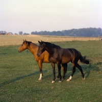 Picture of two Danish Warmbloods full body 
