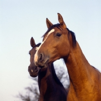 Picture of Two Danish Warmbloods heads, Pikant in front, 