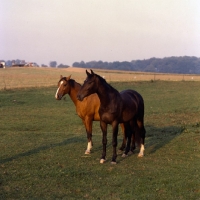 Picture of two Danish Warmbloods Pikant left, 