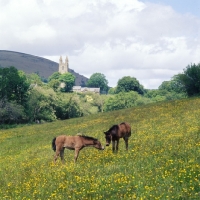 Picture of two Dartmoor foals in field at Widecome in the Moor