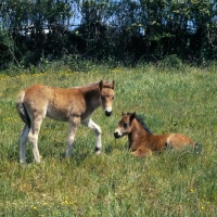 Picture of two Dartmoor foals in field