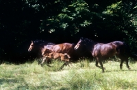 Picture of two dartmoor ponies with a foal jumping in a field
