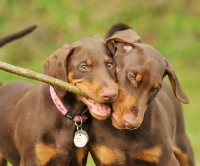 Picture of two Dobermann dogs chewing on stick