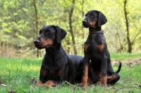 Picture of two Dobermann dogs, different ages