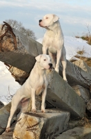 Picture of two Dogo Argentino dogs on rocks