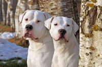 Picture of two Dogo Argentino portraits