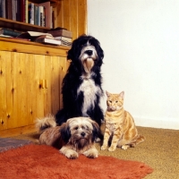 Picture of two dogs and a cat together indoors