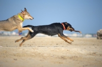 Picture of Two dogs chasing each other on a beach, one with a stick in its mouth